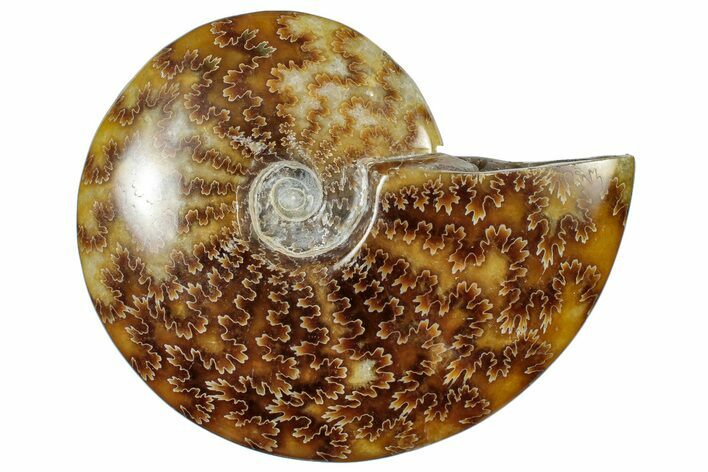 Polished Cretaceous Ammonite (Cleoniceras) Fossil - Madagascar #305954